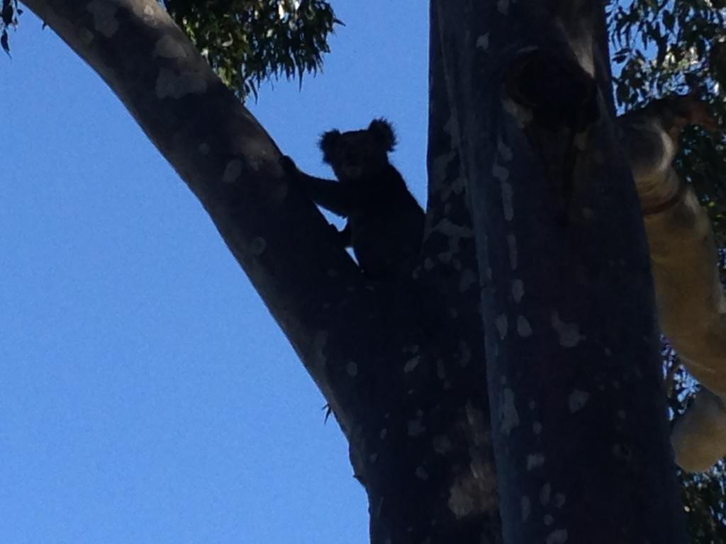 Mallacoota'S Shady Gully Caravan Park المظهر الخارجي الصورة
