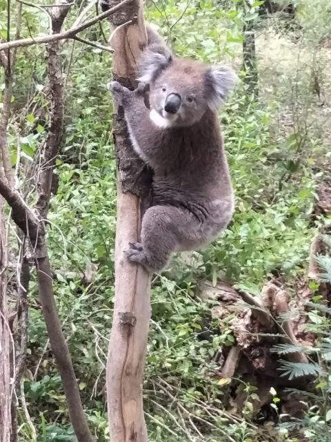 Mallacoota'S Shady Gully Caravan Park المظهر الخارجي الصورة