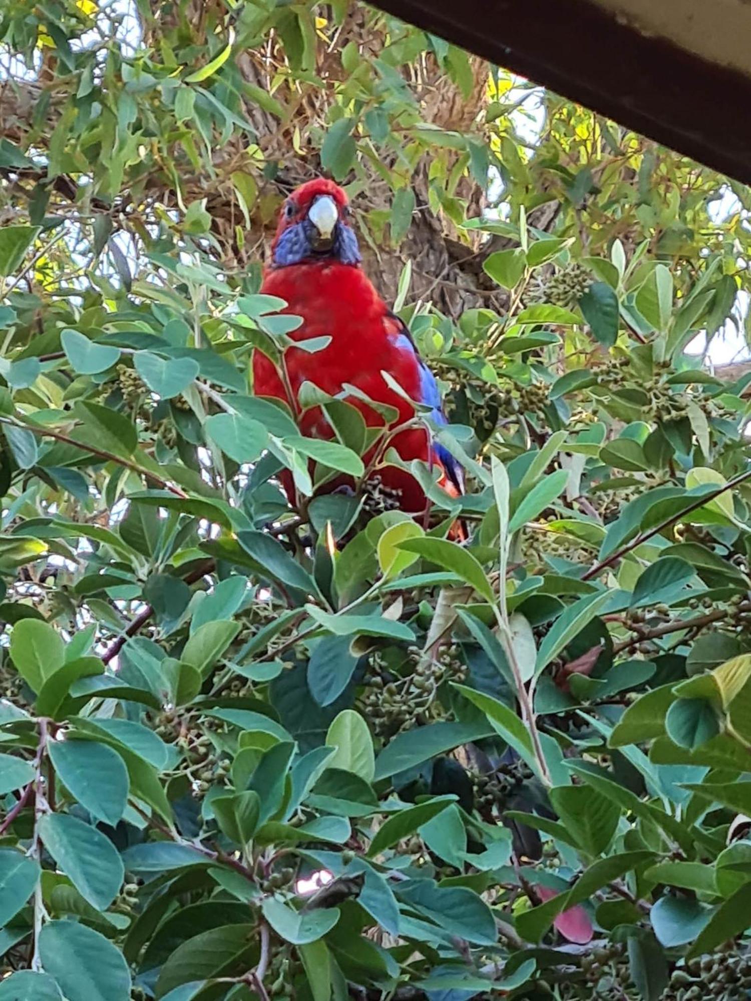 Mallacoota'S Shady Gully Caravan Park المظهر الخارجي الصورة
