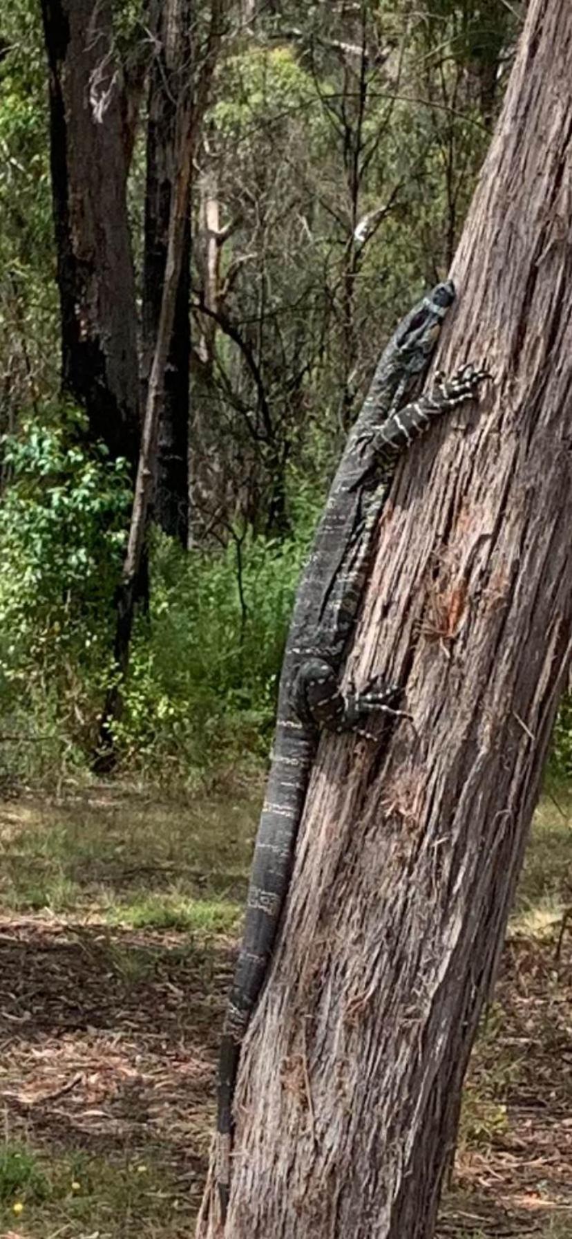 Mallacoota'S Shady Gully Caravan Park المظهر الخارجي الصورة