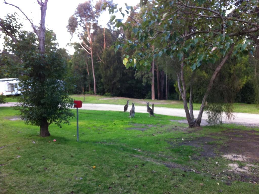 Mallacoota'S Shady Gully Caravan Park المظهر الخارجي الصورة