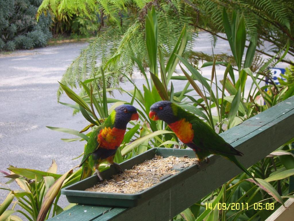 Mallacoota'S Shady Gully Caravan Park المظهر الخارجي الصورة