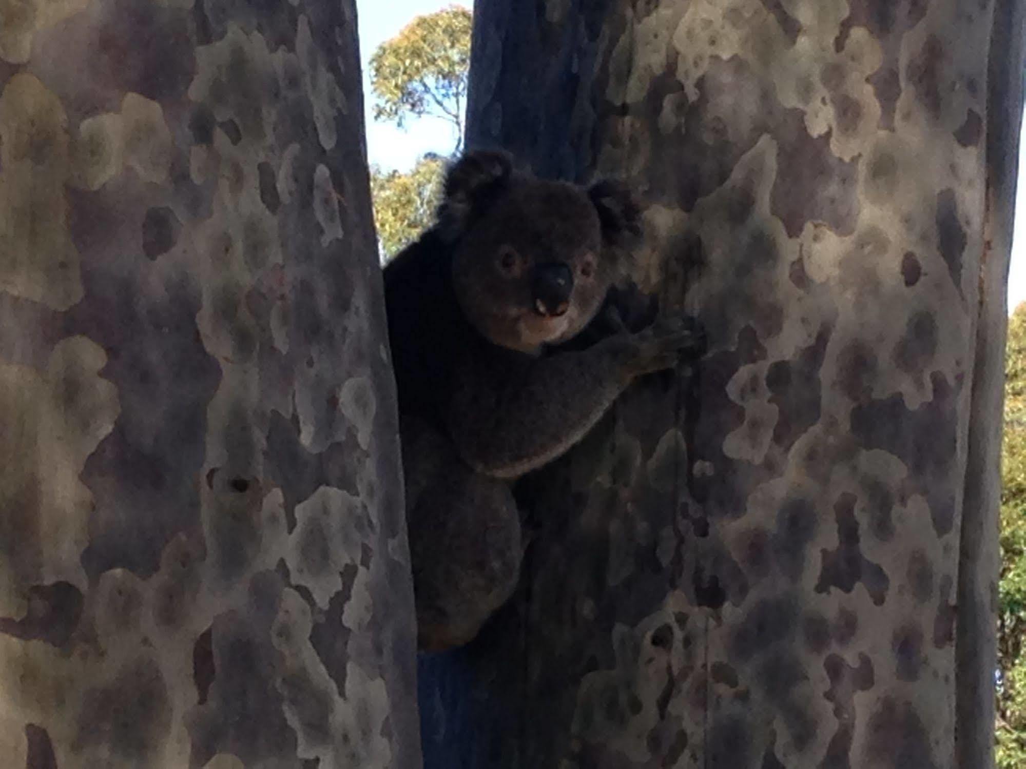 Mallacoota'S Shady Gully Caravan Park المظهر الخارجي الصورة